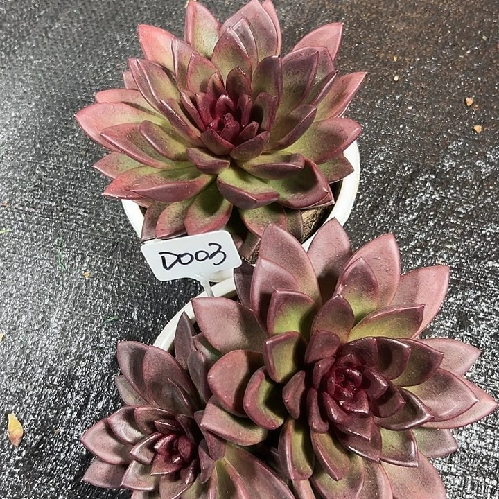 D003丰沛玫瑰两盆一起