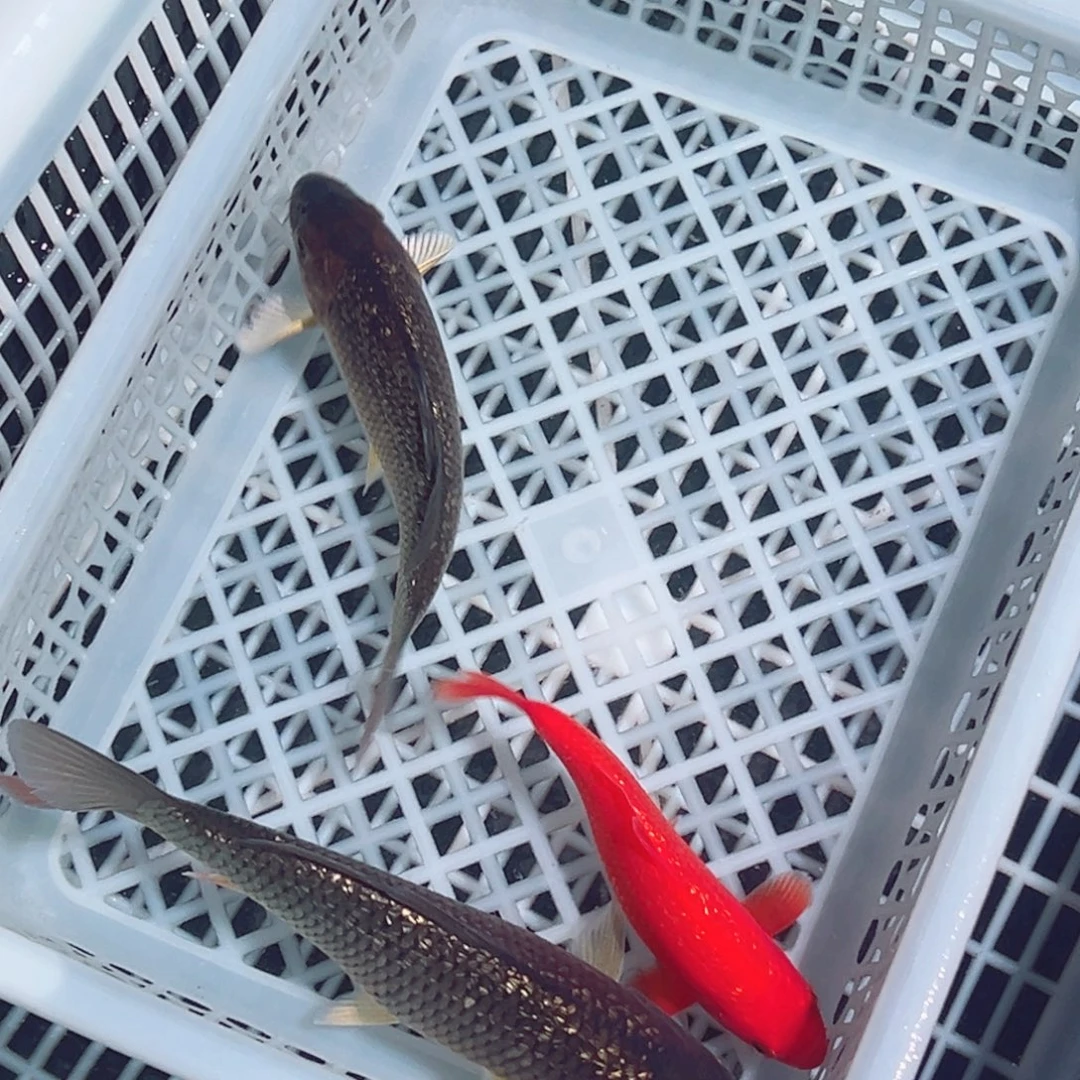 锦鲤锦鲤观赏鱼1111