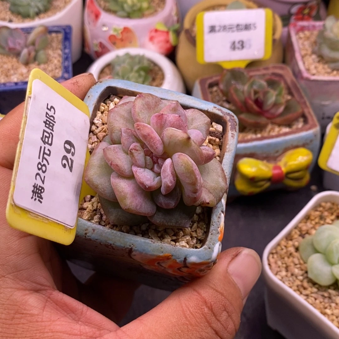 529糖心拉丝锦缀……