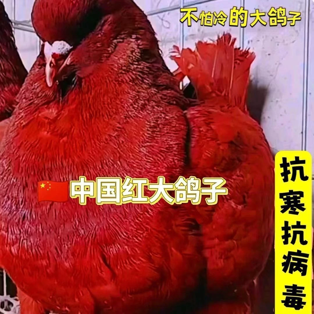 纯种元宝鸽一公一母大体鸽子观赏种鸽一对巨型活物包活包下蛋繁殖