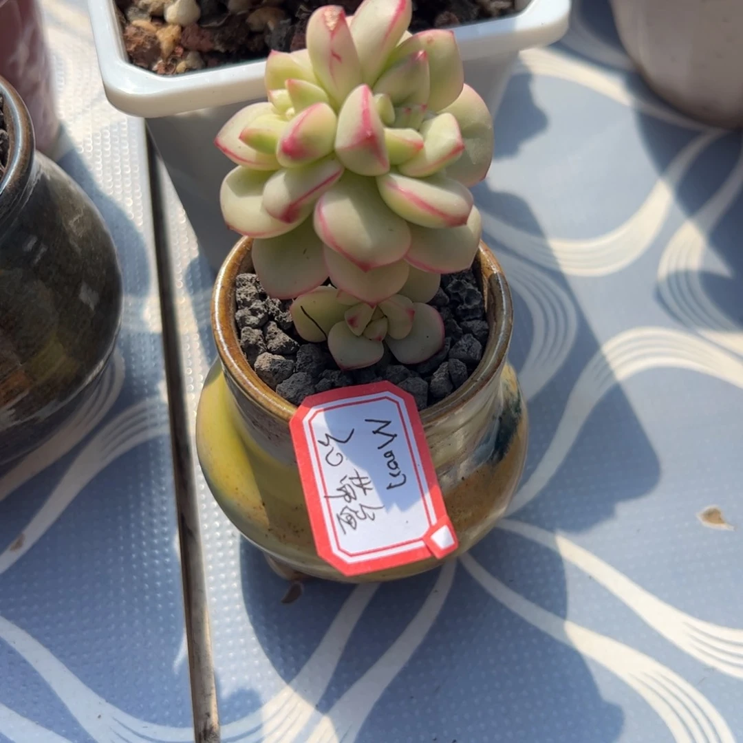 多肉植物多肉植物