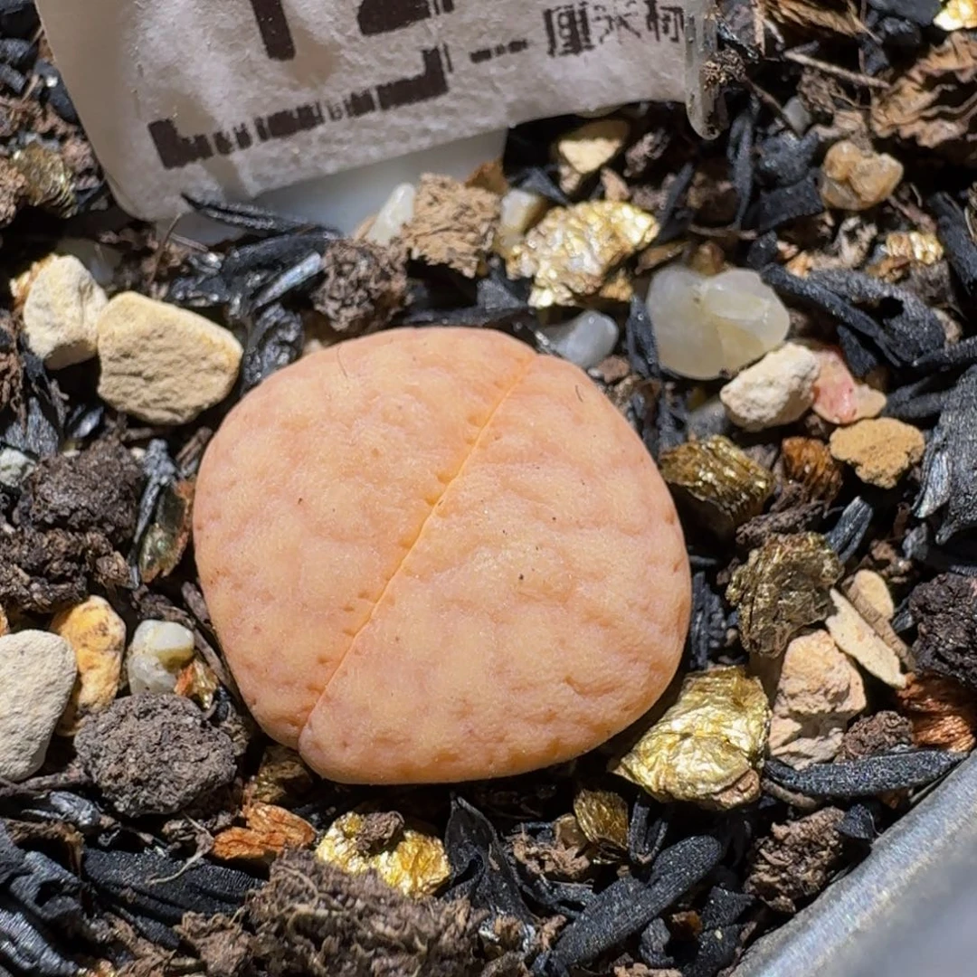 Ssssss便宜出了清货1215菱形猪皮