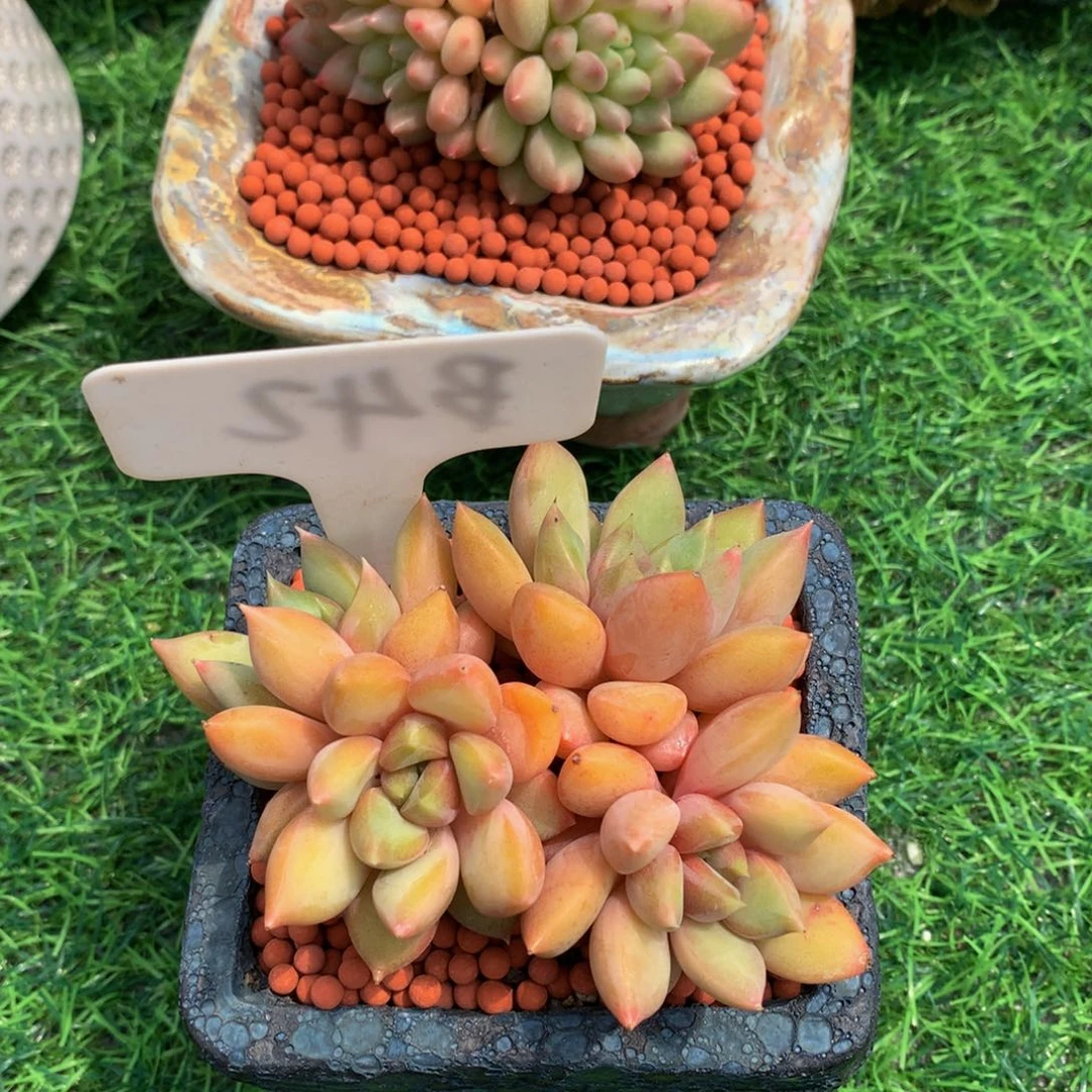 一***～多肉植物277373737373