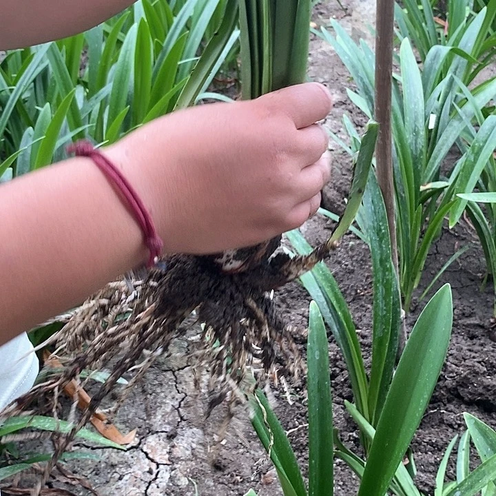 全部花苞缤纷世界带侧福利