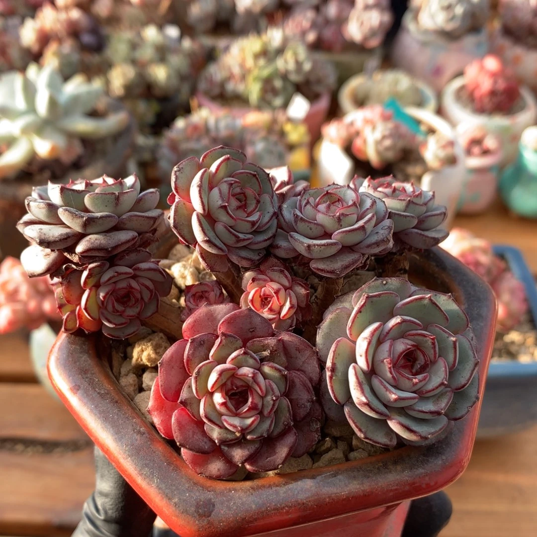 拿铁一物一拍 131