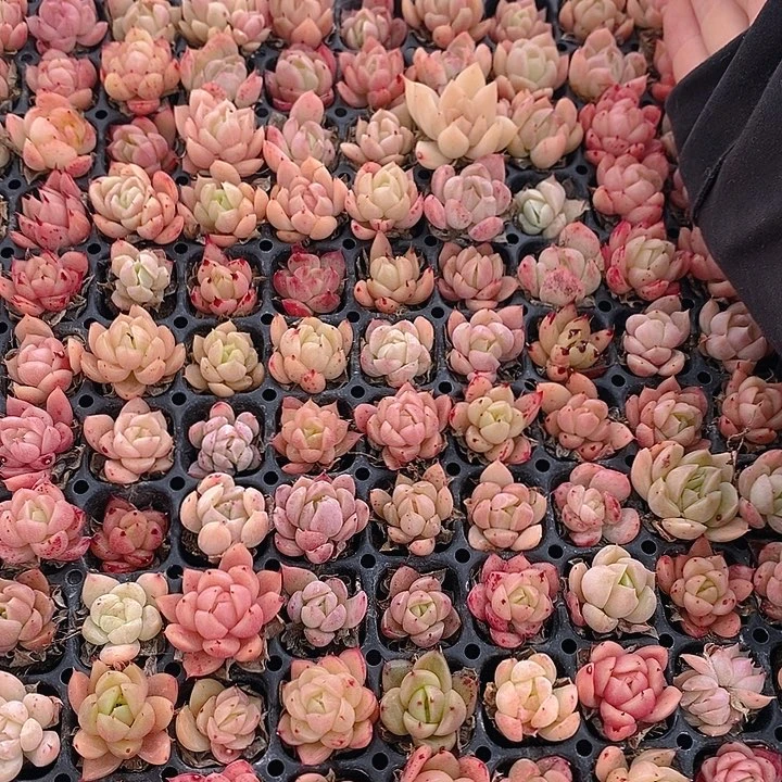 58 多肉植物盆栽花卉植物