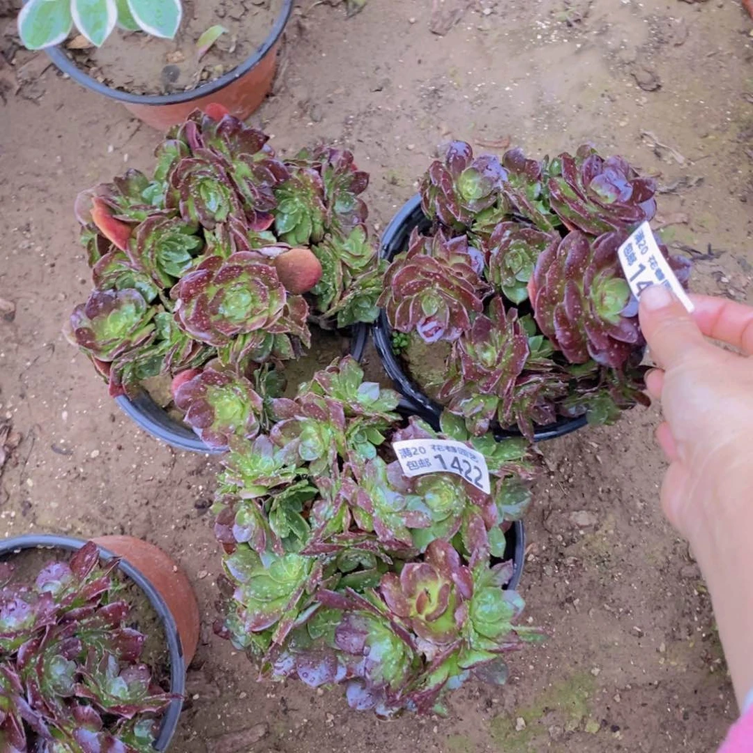 1422-23-24 号一物一拍多肉植物