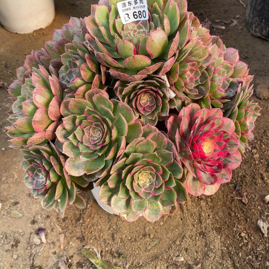 680粉花妖多肉法师断枝不包