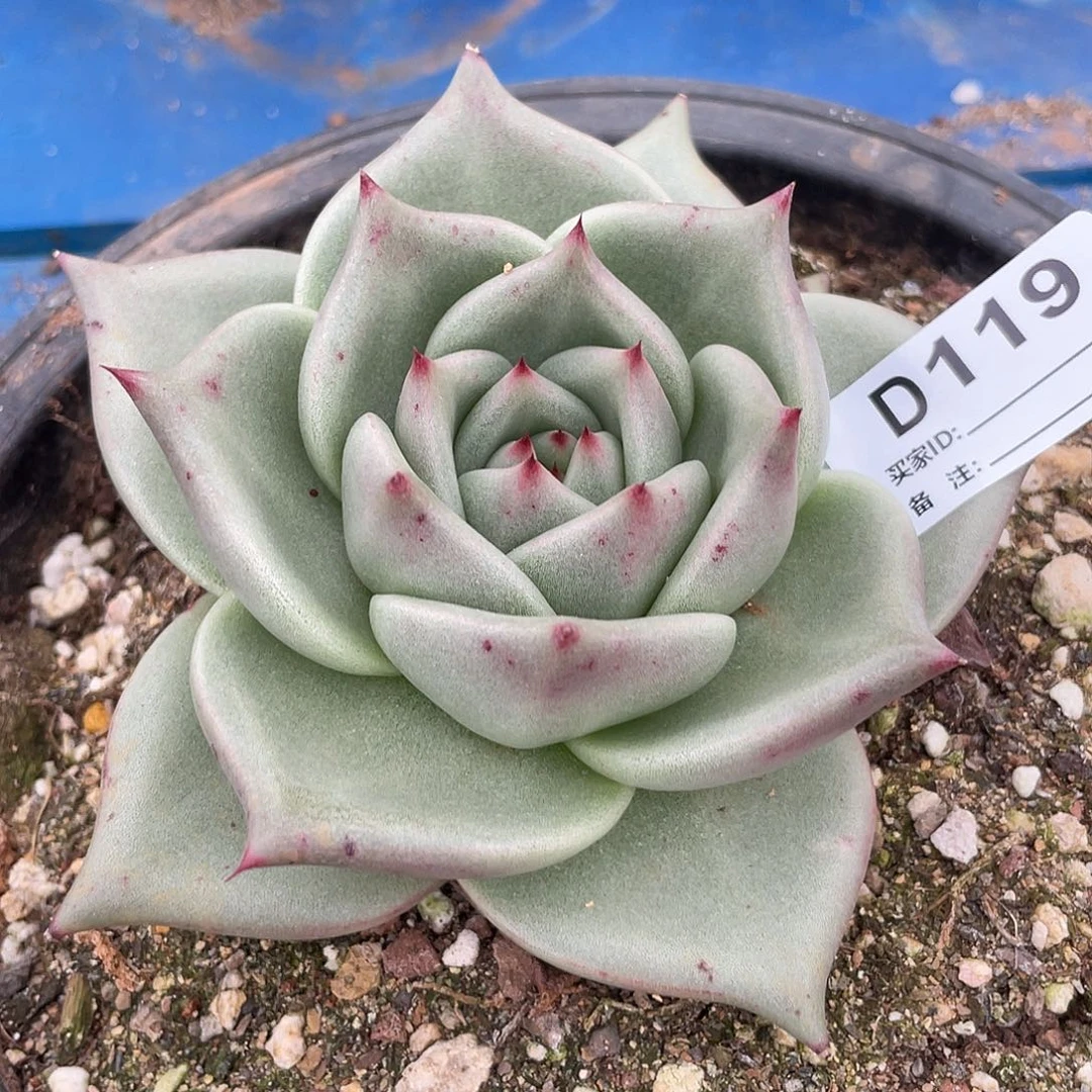 若如东云单拍D119