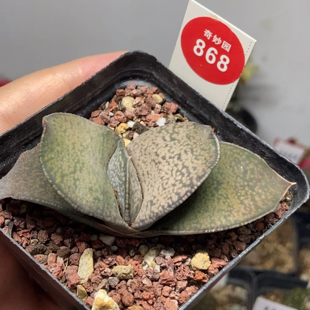 霸王恐龙卧牛一棵