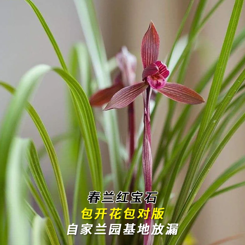 春兰名品【红宝石】当年开花 终身包对版 假一赔十放心购买