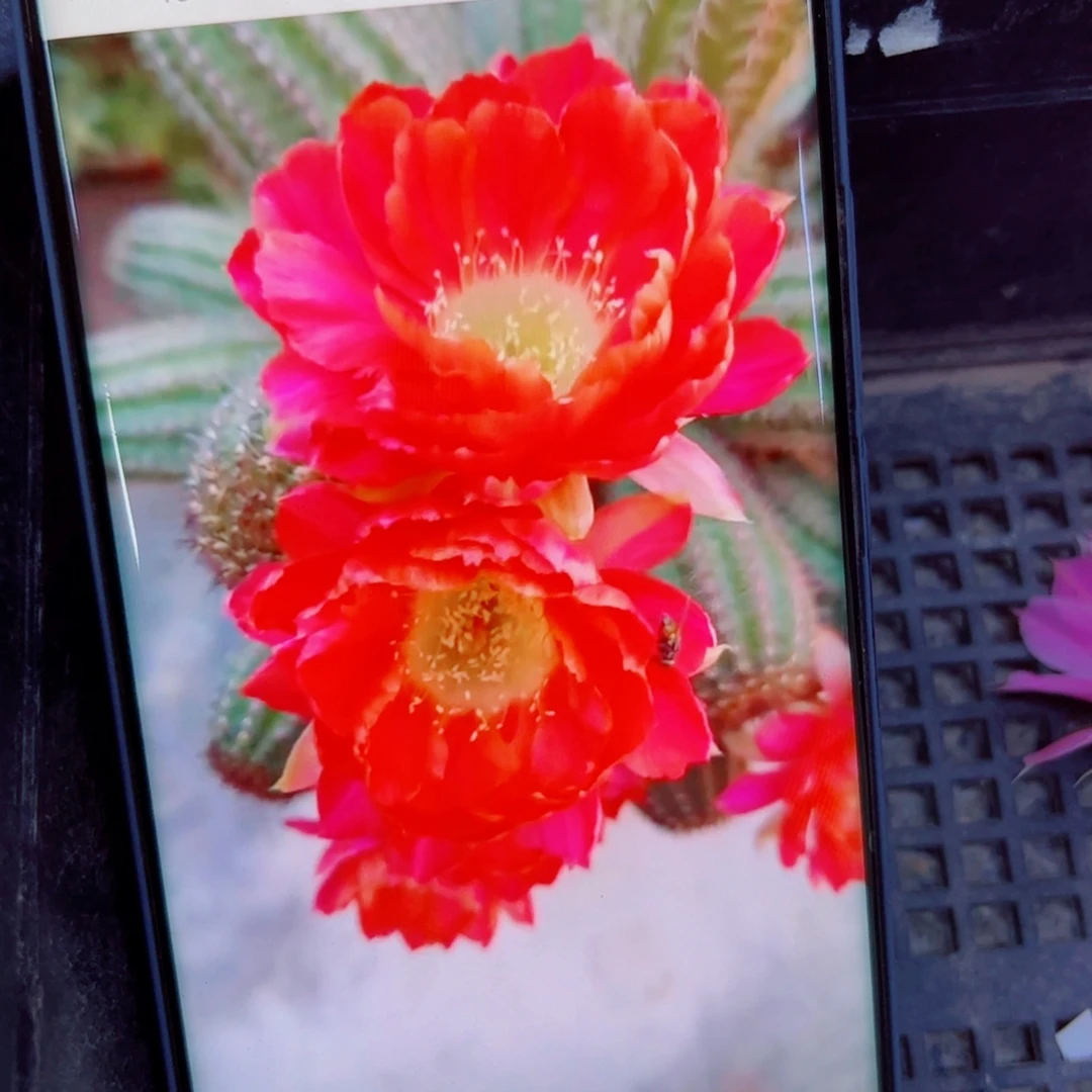 下76白檀巴伐利亚3个无根小侧芽20包邮