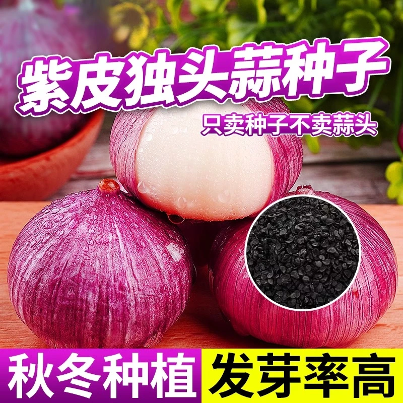 紫皮独头蒜蔬菜种籽秋冬季云南圆头蒜菜种子四季高产农家葱头种子