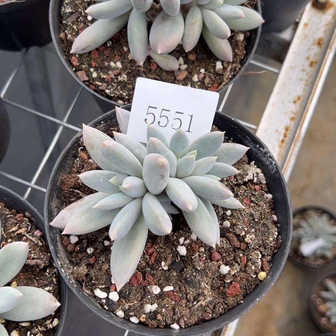 陈*云5551多肉多多多多