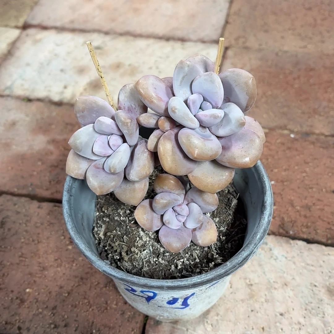 桃霜老桩12㎝盆参考