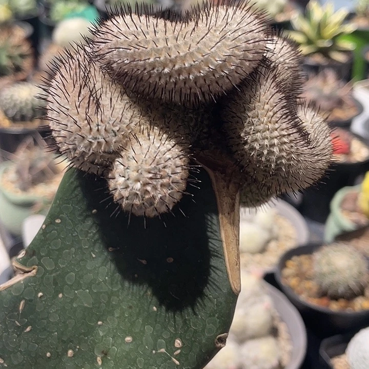 嫁接直刺佩雷醉化仙人球