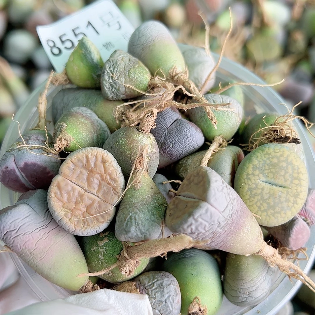 8551四年生石花母本混合50个有瑕疵如图特价处理