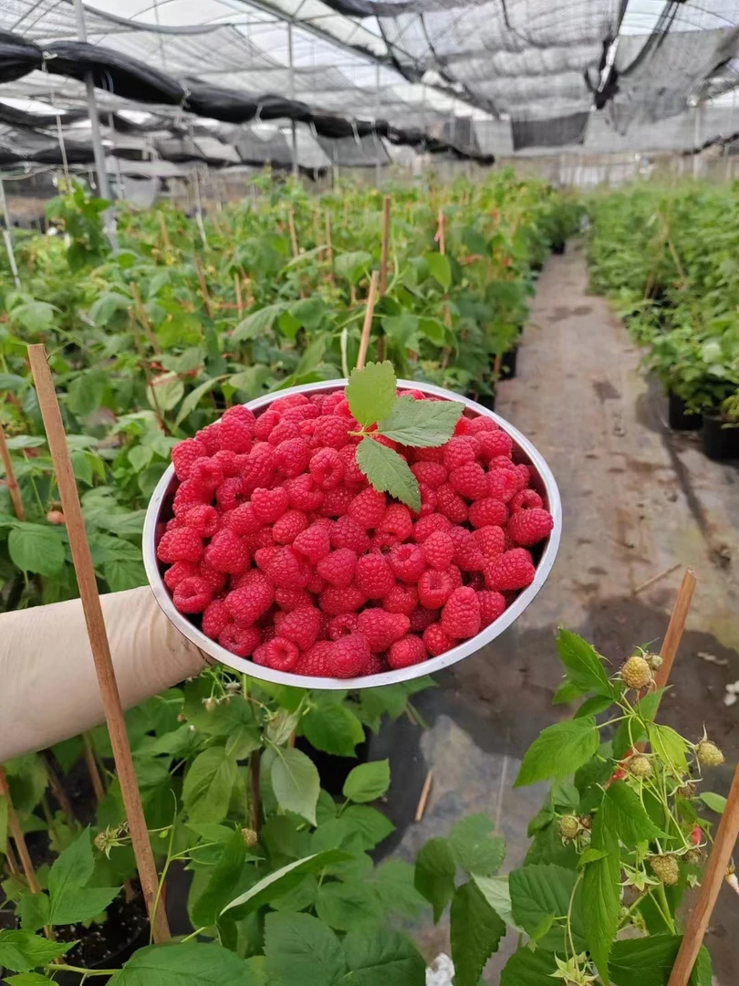 粤红一号四季红树莓1.5加仑盆栽