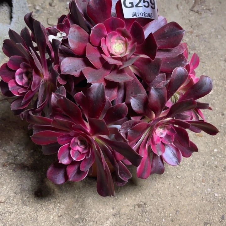 瑞妈多肉园艺259