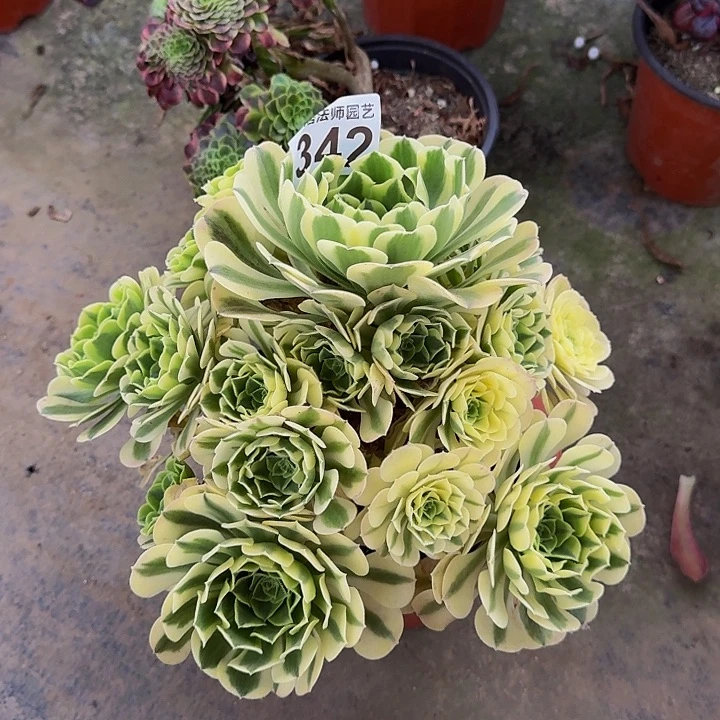 00000000000342绿豆沙