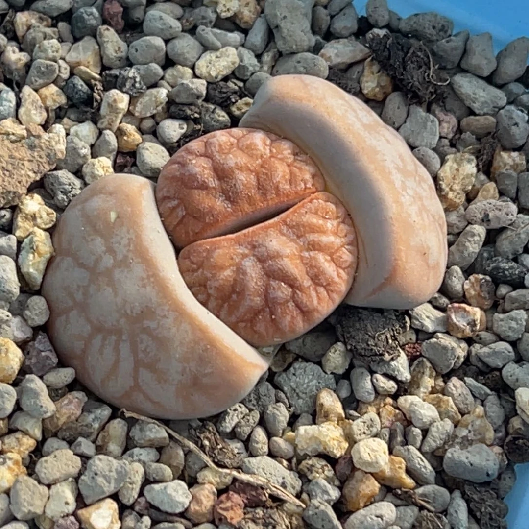 6131睫毛山脉纹拿铁一颗