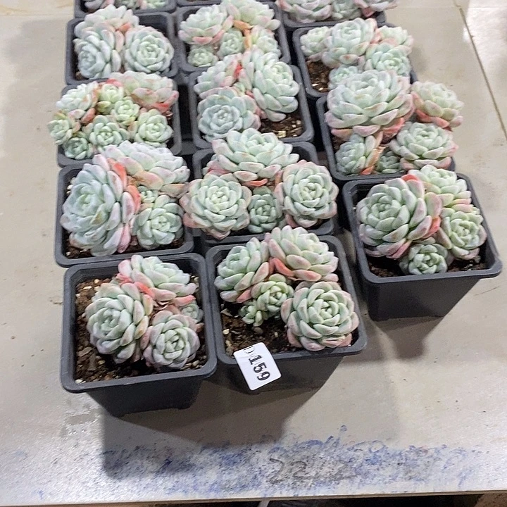 朝***拾159冰玉多肉植物15颗