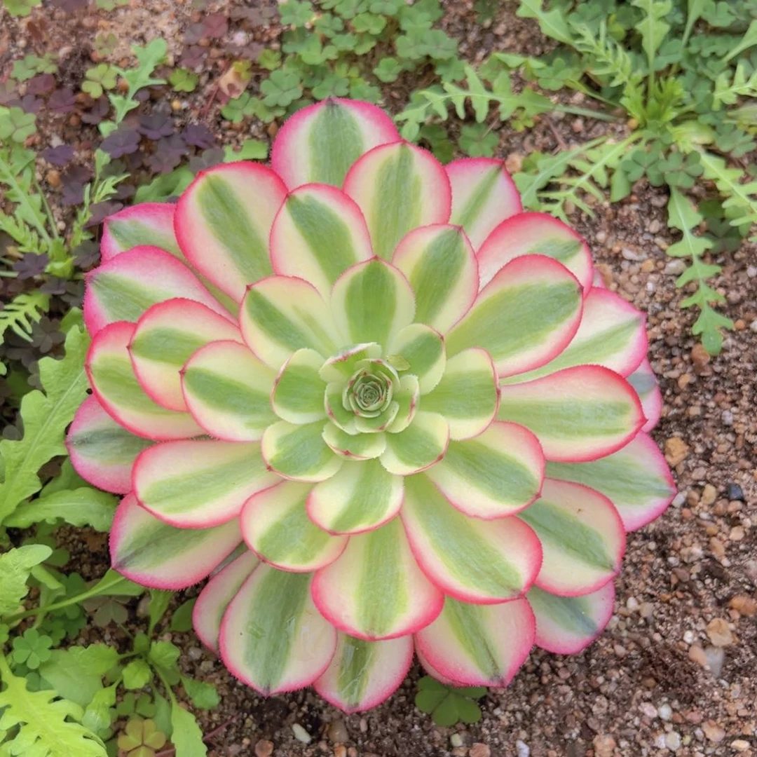 倾城大单头带崽多肉植物