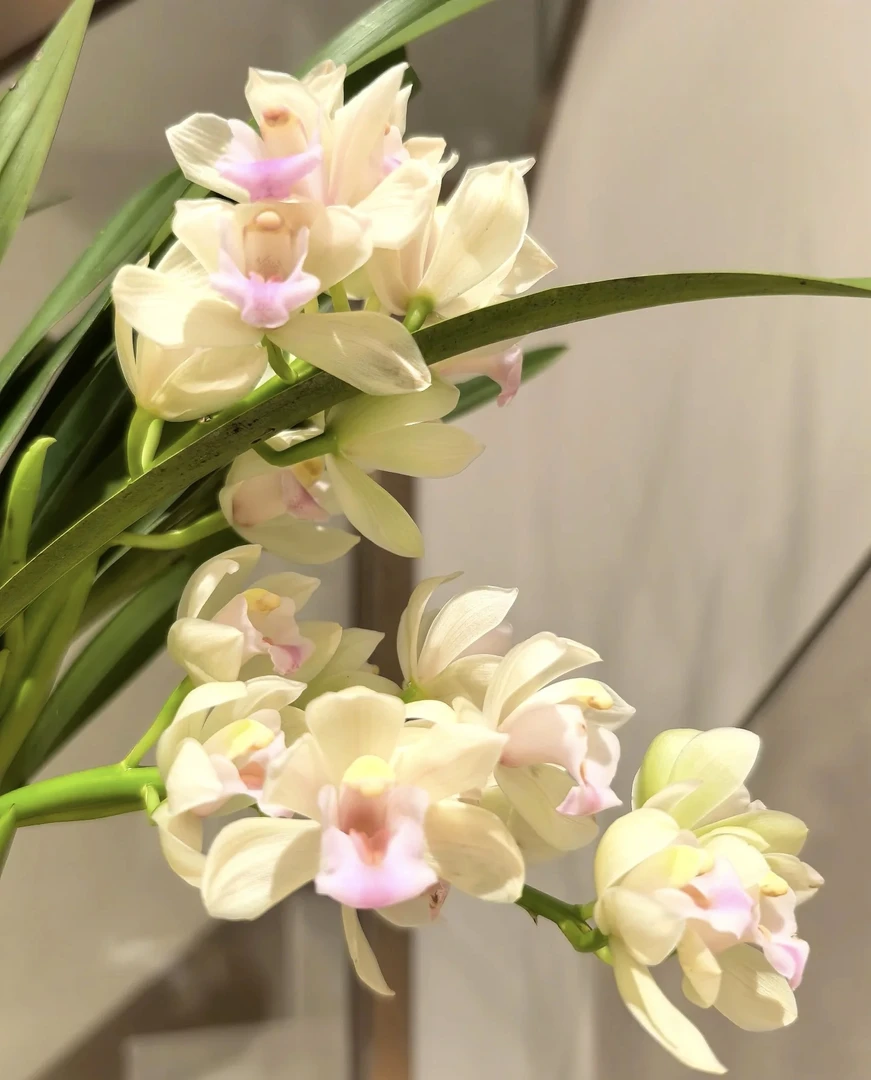 蕙兰（白玉香兰）四季常翠