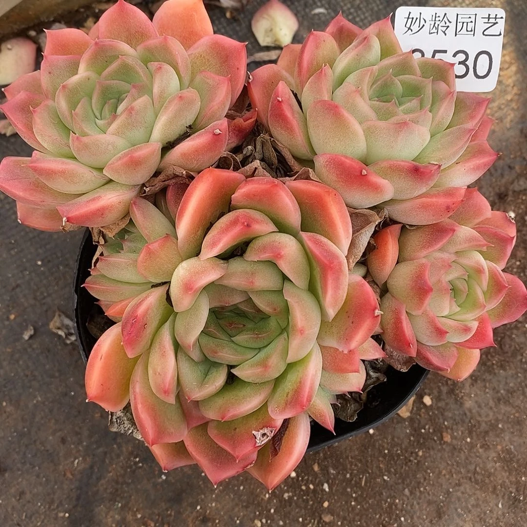 3530杂交老桩基地～14厘米