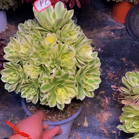 迈巴赫老桩捧花法师12链接