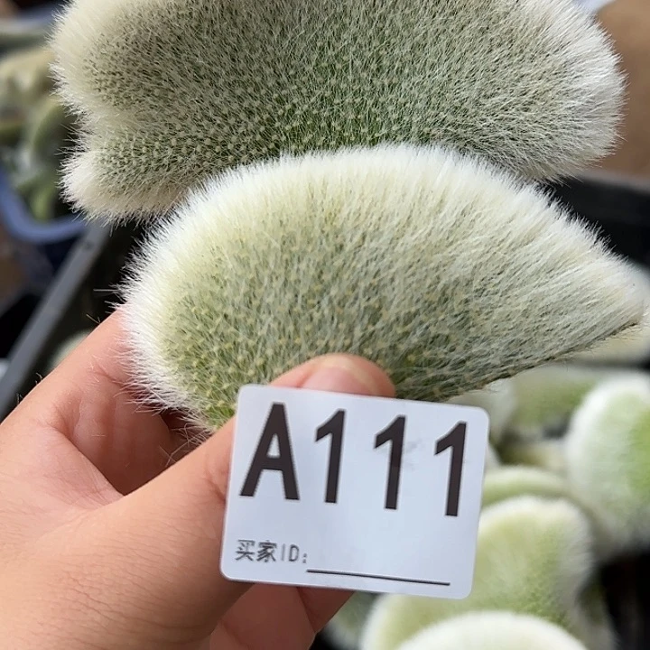 无花朵一****_九尾狐缀111