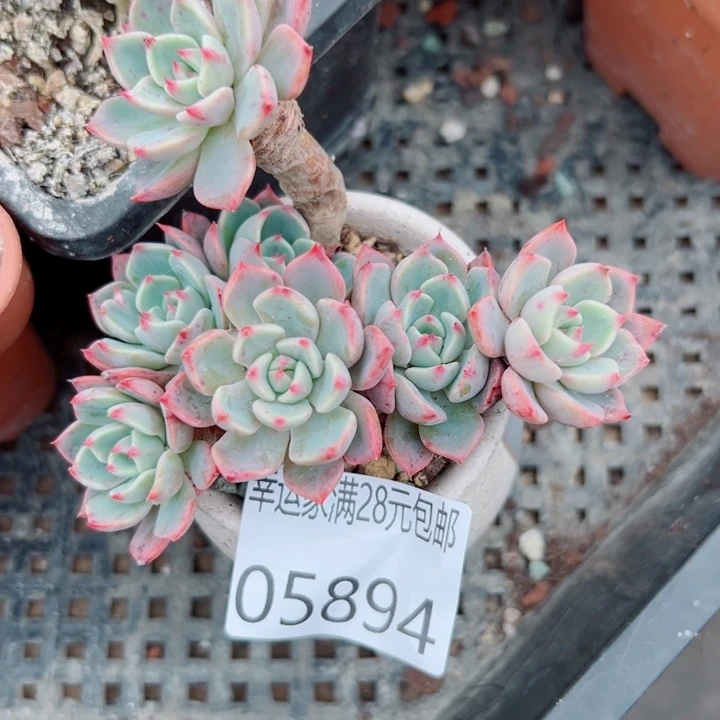 幸运的是我还没幸运