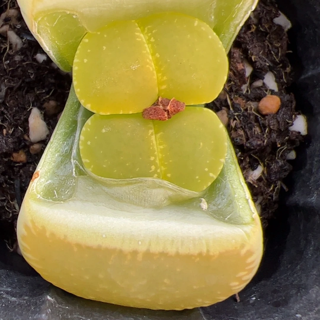 绿光阳多肉植物多肉植物