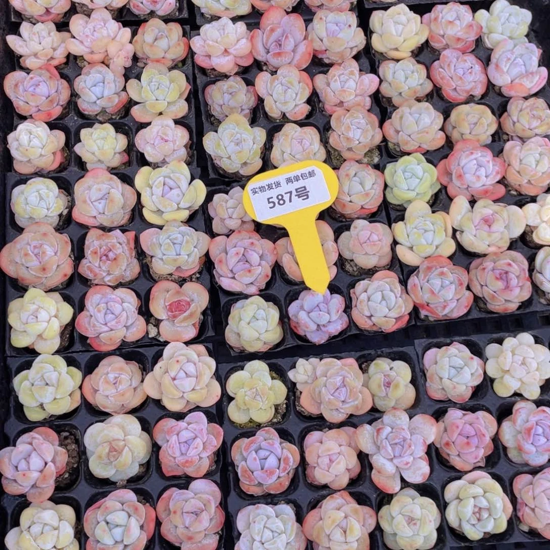 587号奶油果冻小白兔组合九个