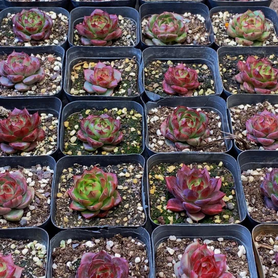 466多肉植物我都不