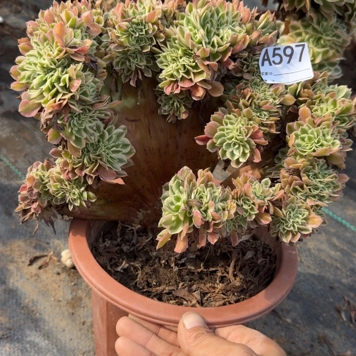 糖果女巫法师锦缀化597