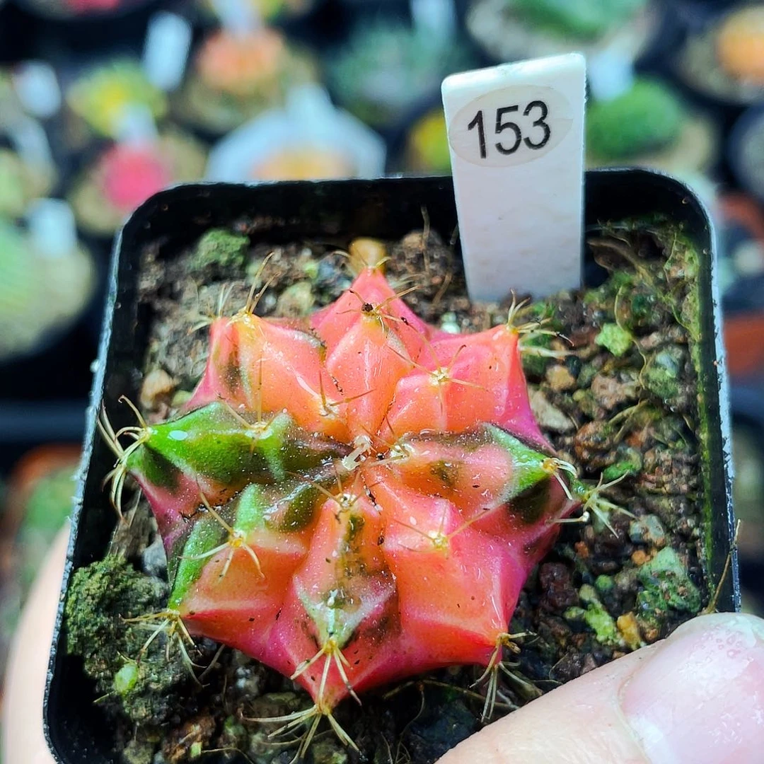 非偏远地区满25包邮仙人球