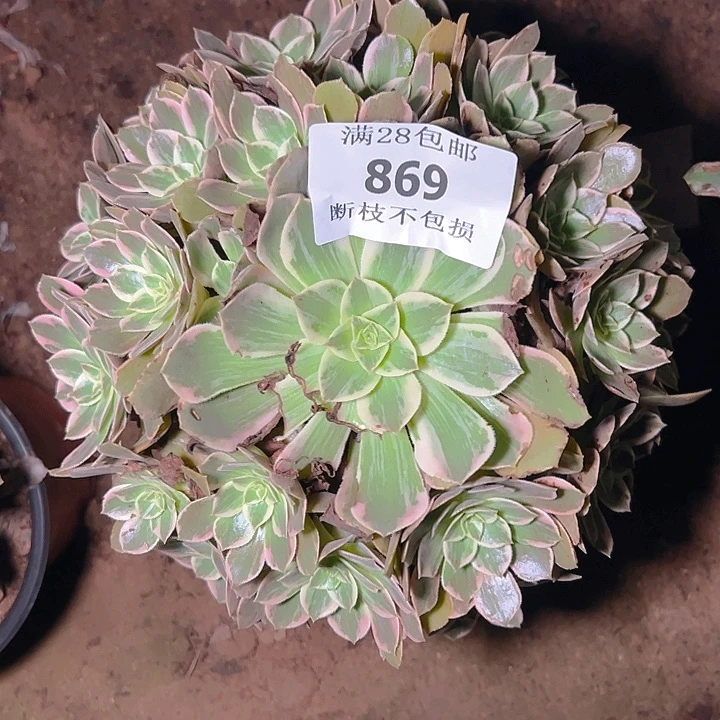 869浣纱多肉植物保护