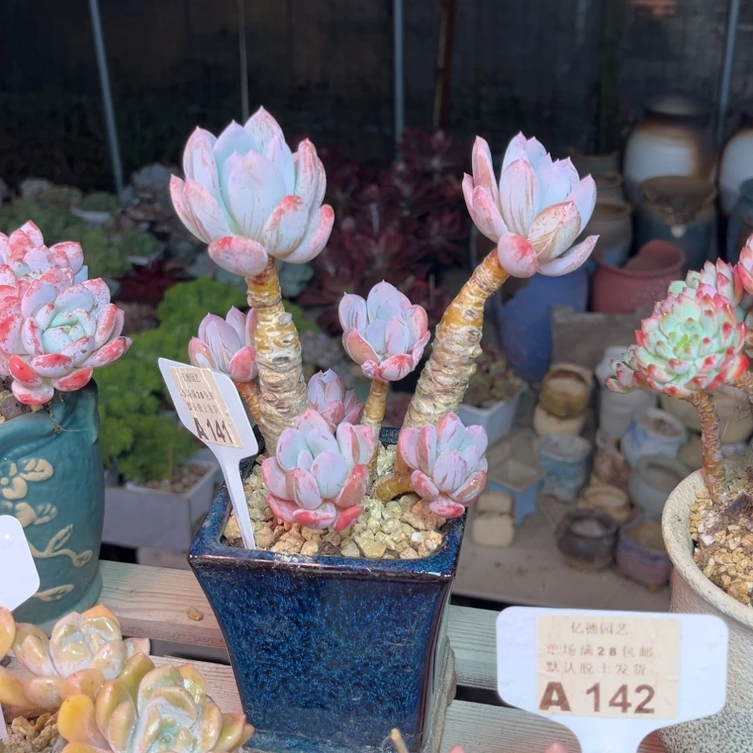 灰姑娘多肉植物fupinjinm
