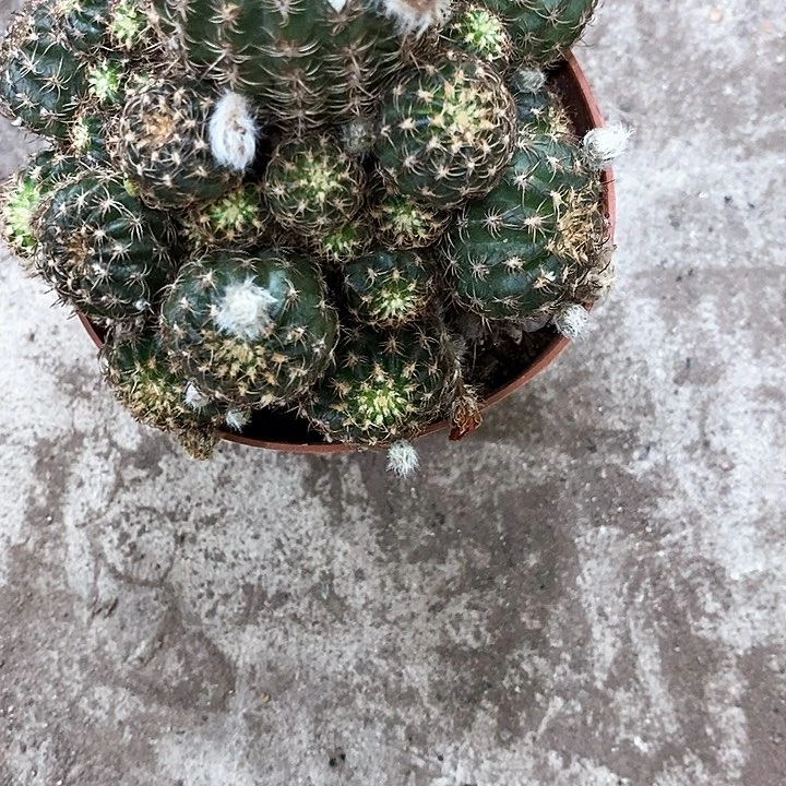 橙丽花8公分左右仙人球