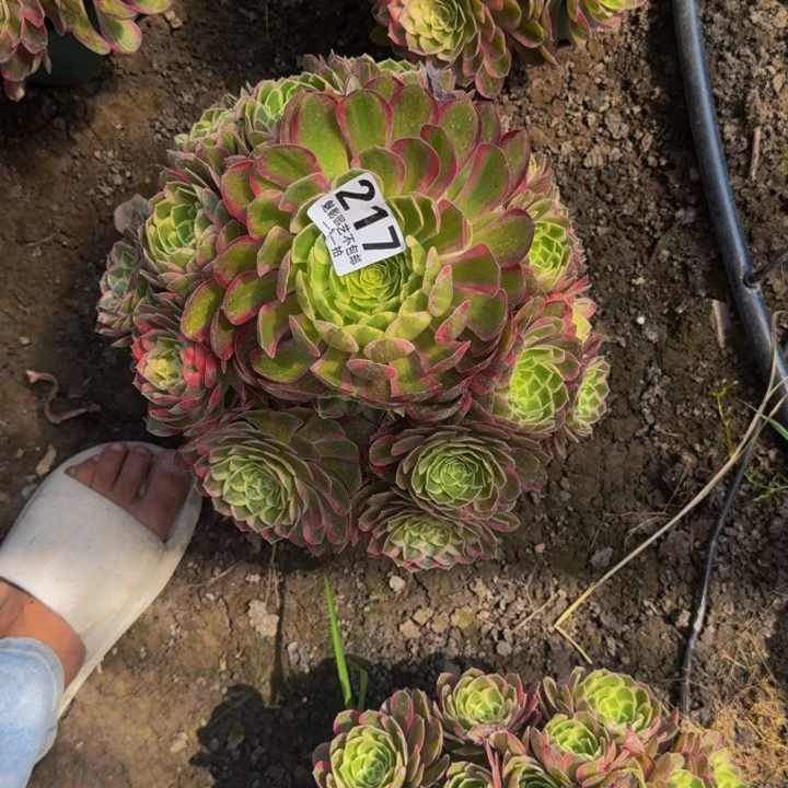 孔雀翎花25-10包邮花花