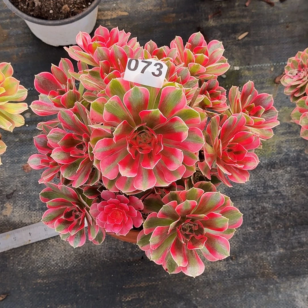 073女妖冠服30公分