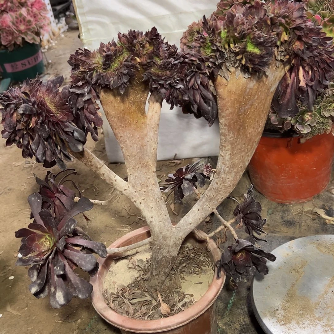 多肉植物铜壶缀花11