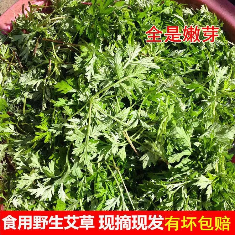 江西新鲜艾草1斤当季食用野菜艾草艾蒿清明草糍粑艾粄青团嫩艾叶