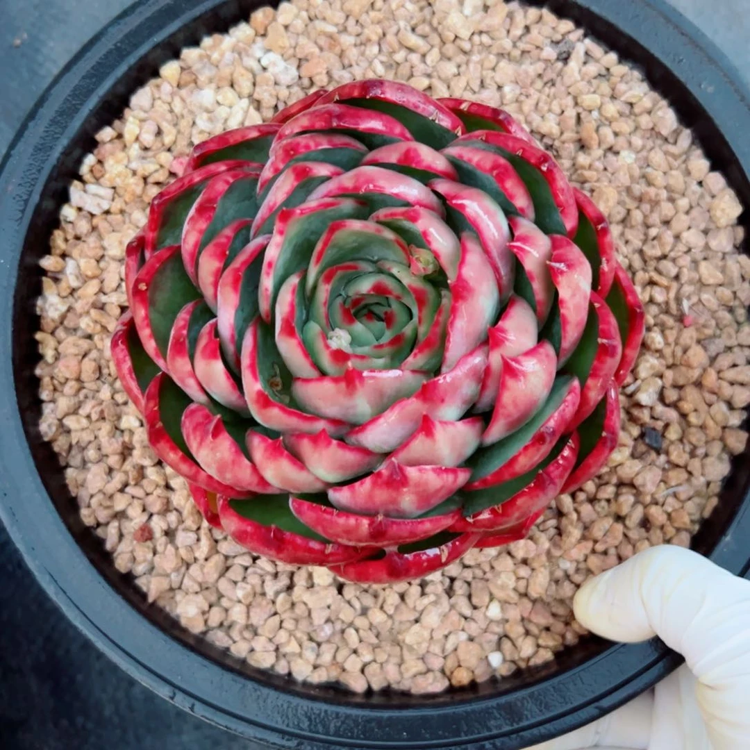 梅*惊鸿惊鸿多肉植物