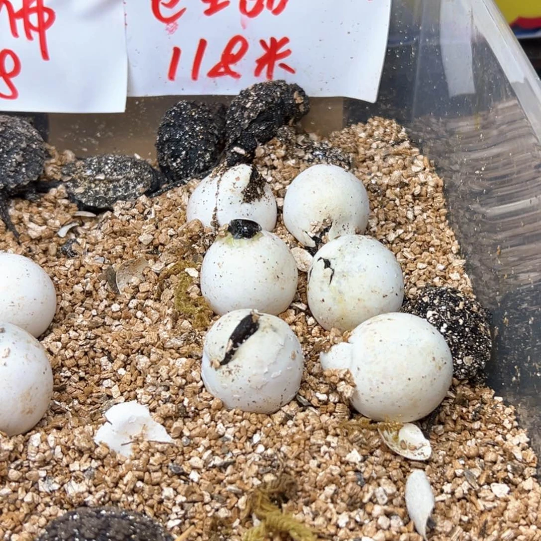 不分公母小鳄龟不退不换