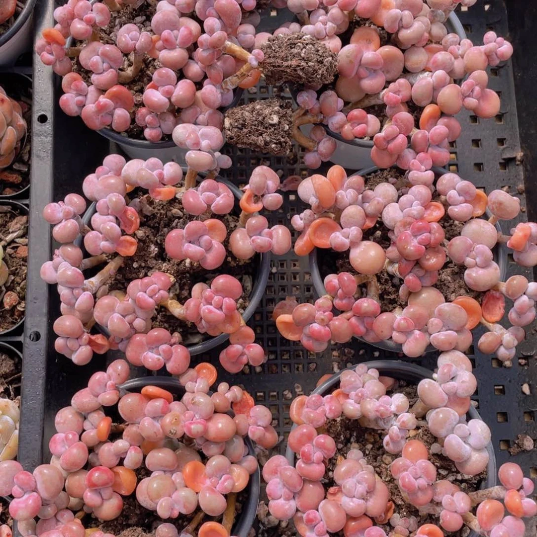 1446号 开播福利 丸叶腰子桃蛋老桩组合满满一盆