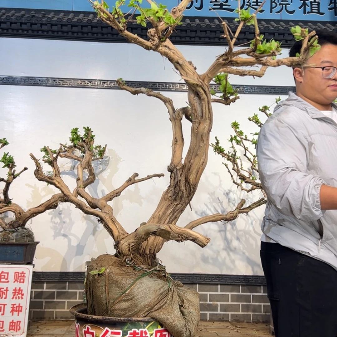 完全开放金银花8880