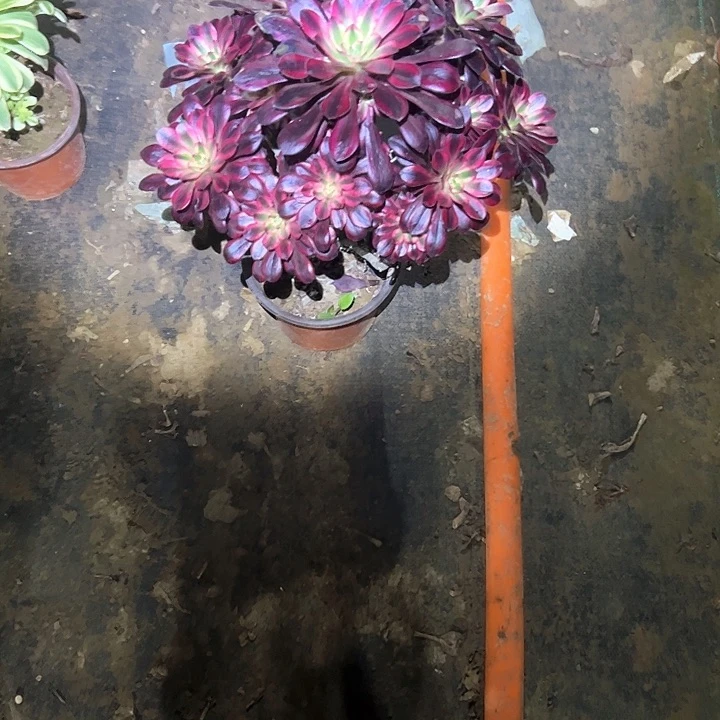 多肉法师植物链接51