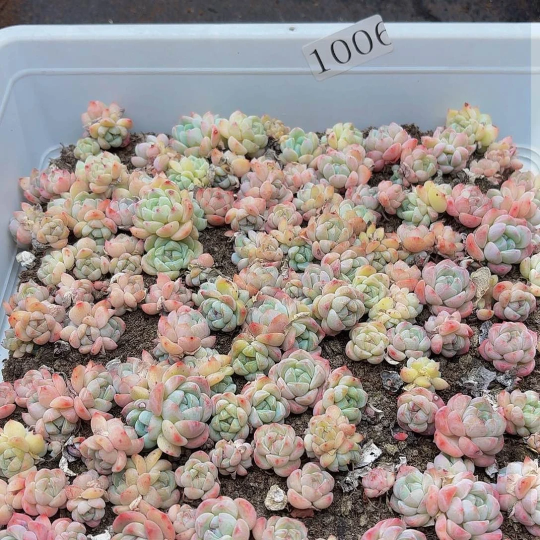 多肉植物多肉植物1006